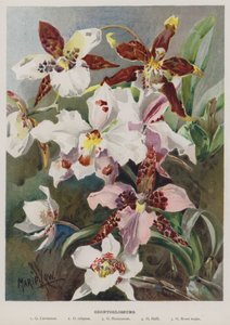 odontoglossum
